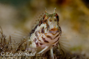 goby by Eduardo Nadal 